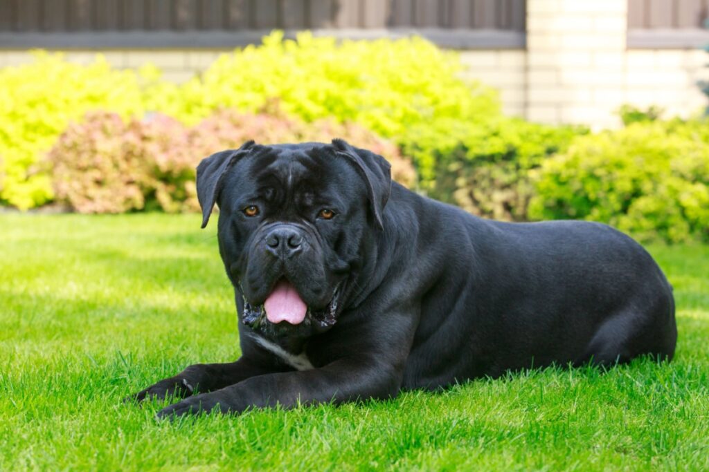 Il Cane Corso Il Cane Corso