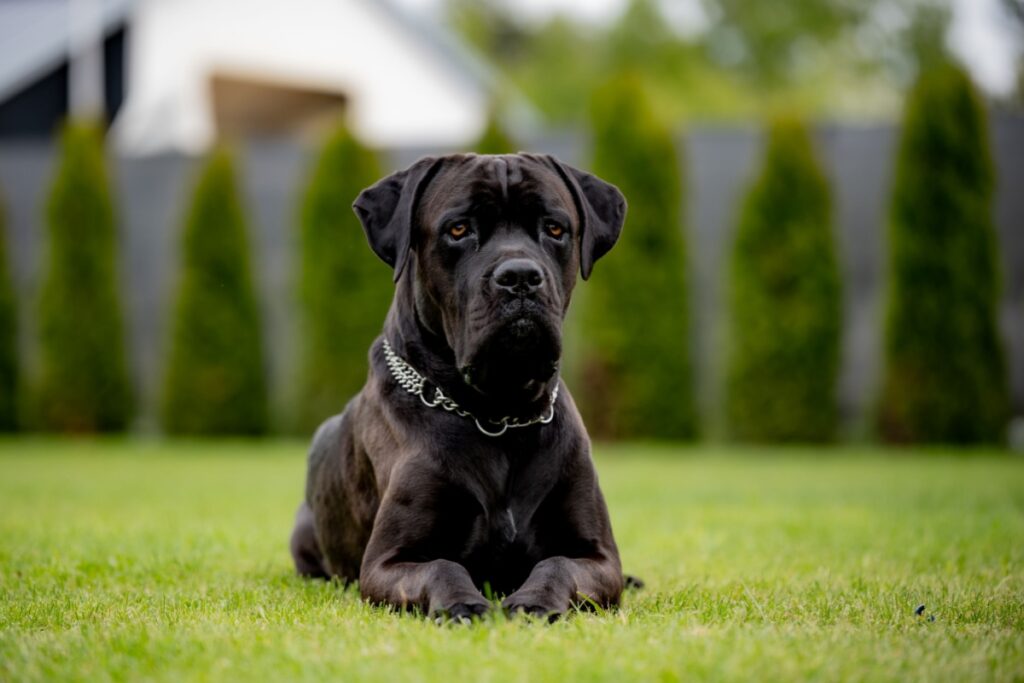 Il Cane Corso Il Cane Corso