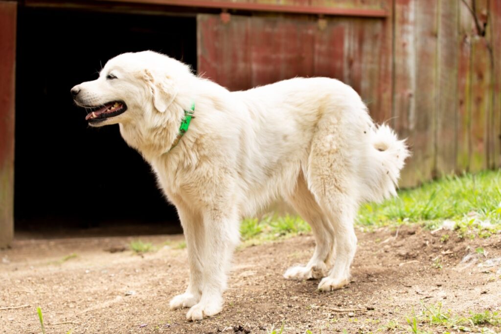 Cane da montagna dei Pirenei (Gran Pireneo): caratteristiche, carattere e cure Cane da montagna dei Pirenei (Gran Pireneo): caratteristiche, carattere e cure