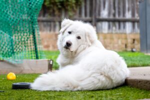 Cane da montagna dei Pirenei (Gran Pireneo): caratteristiche, carattere e cure