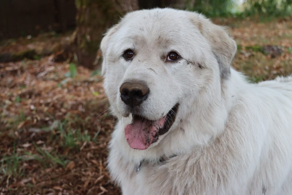 Cane da montagna dei Pirenei (Gran Pireneo): caratteristiche, carattere e cure Cane da montagna dei Pirenei (Gran Pireneo): caratteristiche, carattere e cure