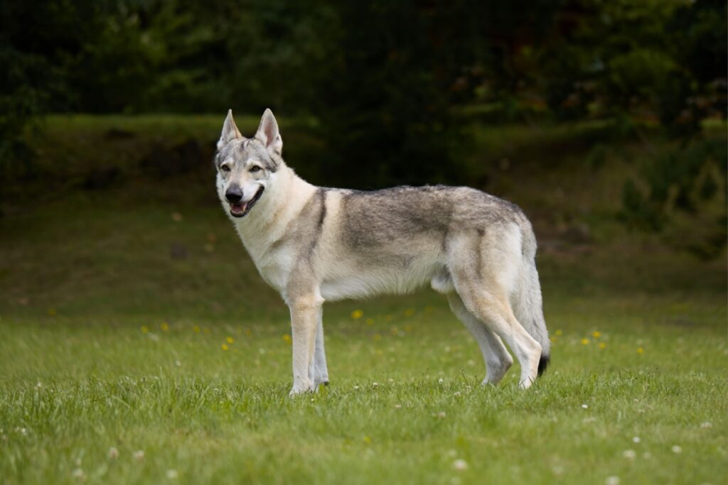 Cane lupo cecoslovacco: caratteristiche, carattere e cura della razza Cane lupo cecoslovacco: caratteristiche, carattere e cura della razza