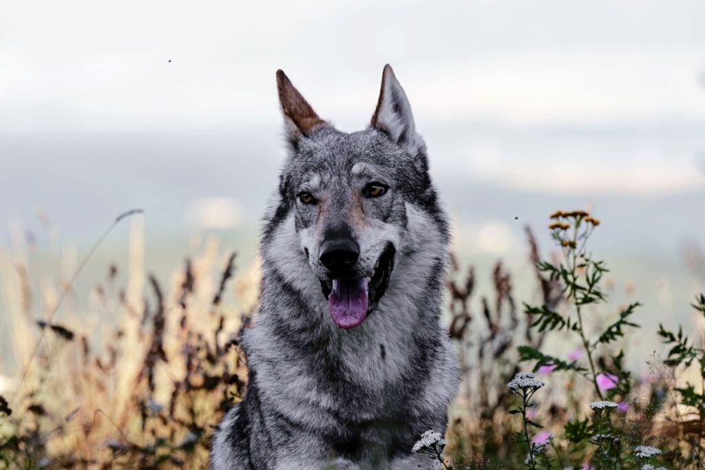 Cane lupo cecoslovacco: caratteristiche, carattere e cura della razza Cane lupo cecoslovacco: caratteristiche, carattere e cura della razza