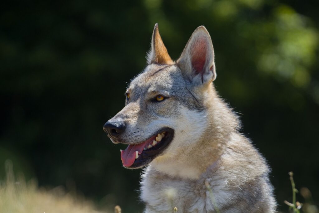 Cane lupo cecoslovacco: caratteristiche, carattere e cura della razza Cane lupo cecoslovacco: caratteristiche, carattere e cura della razza