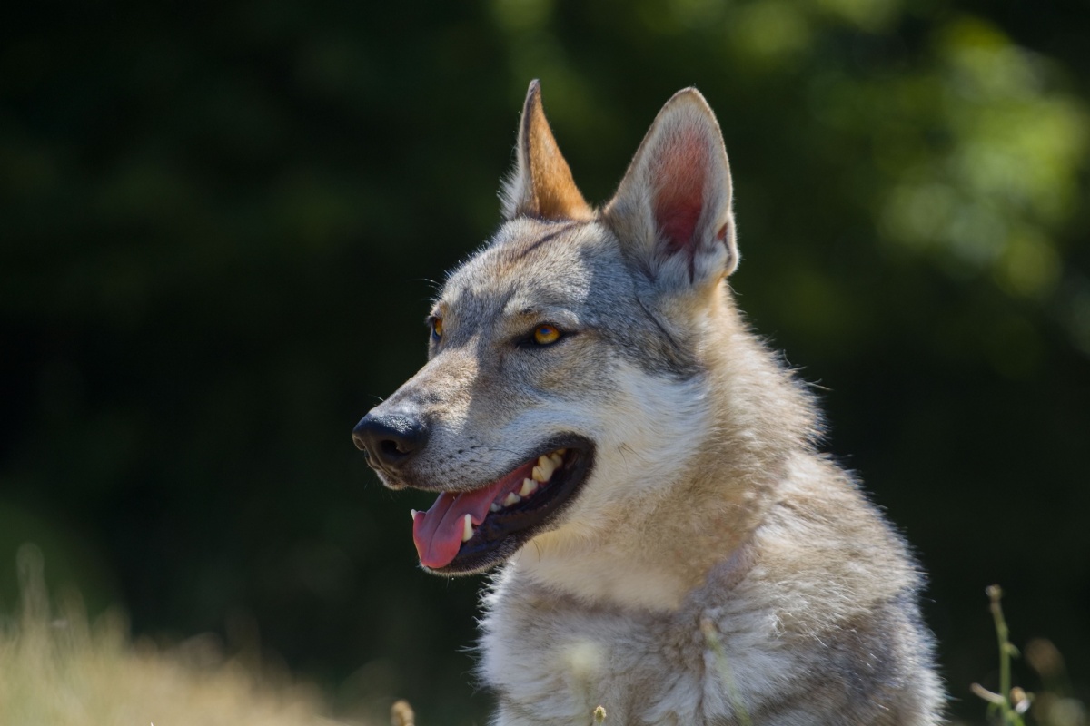 Cane lupo cecoslovacco: caratteristiche, carattere e cura della razza Cane lupo cecoslovacco: caratteristiche, carattere e cura della razza