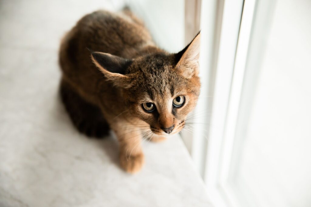 Il gatto Caracat Il gatto Caracat