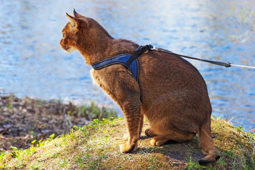 Il gatto Caracat Il gatto Caracat