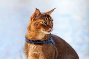 Il gatto Caracat