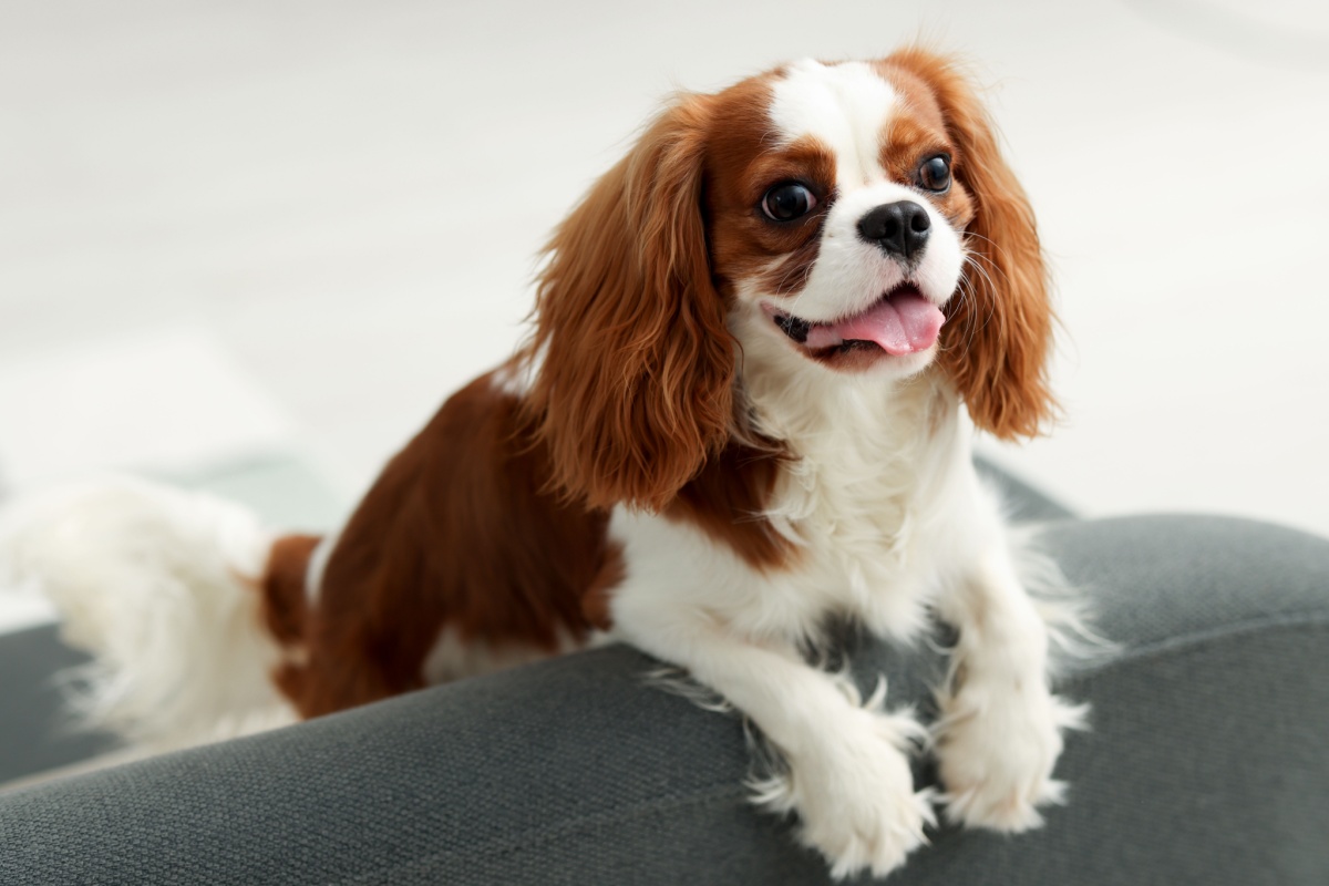 Cavalier King Charles Spaniel: eleganza, dolcezza e storia di un cane unico Cavalier King Charles Spaniel: eleganza, dolcezza e storia di un cane unico
