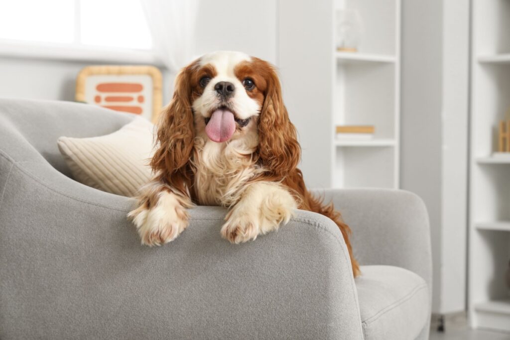 Cavalier King Charles Spaniel: eleganza, dolcezza e storia di un cane unico Cavalier King Charles Spaniel: eleganza, dolcezza e storia di un cane unico
