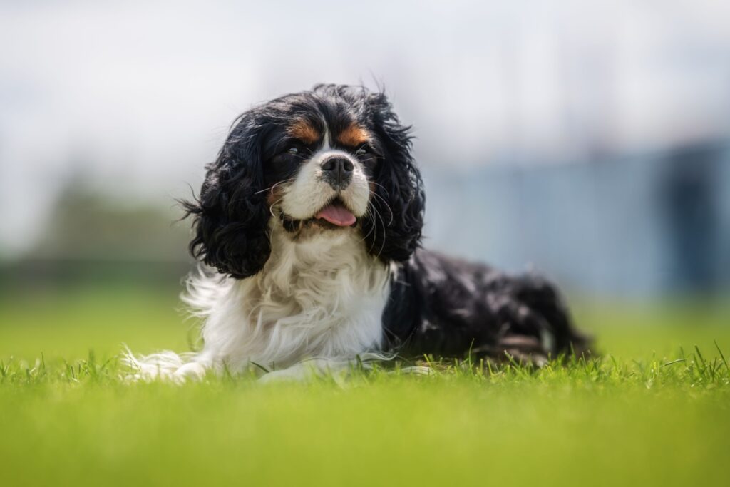 Cavalier King Charles Spaniel: eleganza, dolcezza e storia di un cane unico Cavalier King Charles Spaniel: eleganza, dolcezza e storia di un cane unico