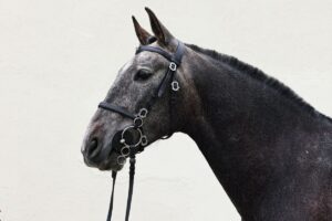 Il cavallo andaluso: storia, eleganza e carattere senza tempo