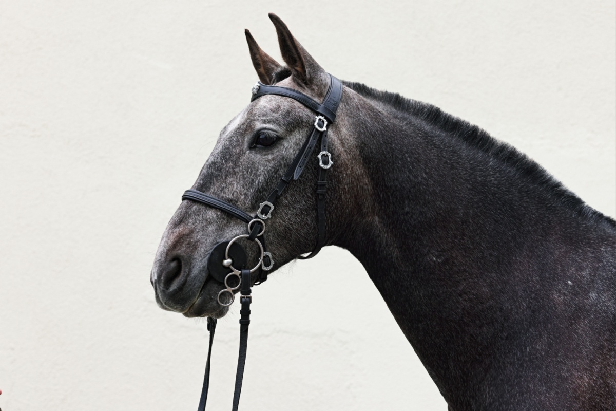 Il cavallo andaluso: storia, eleganza e carattere senza tempo