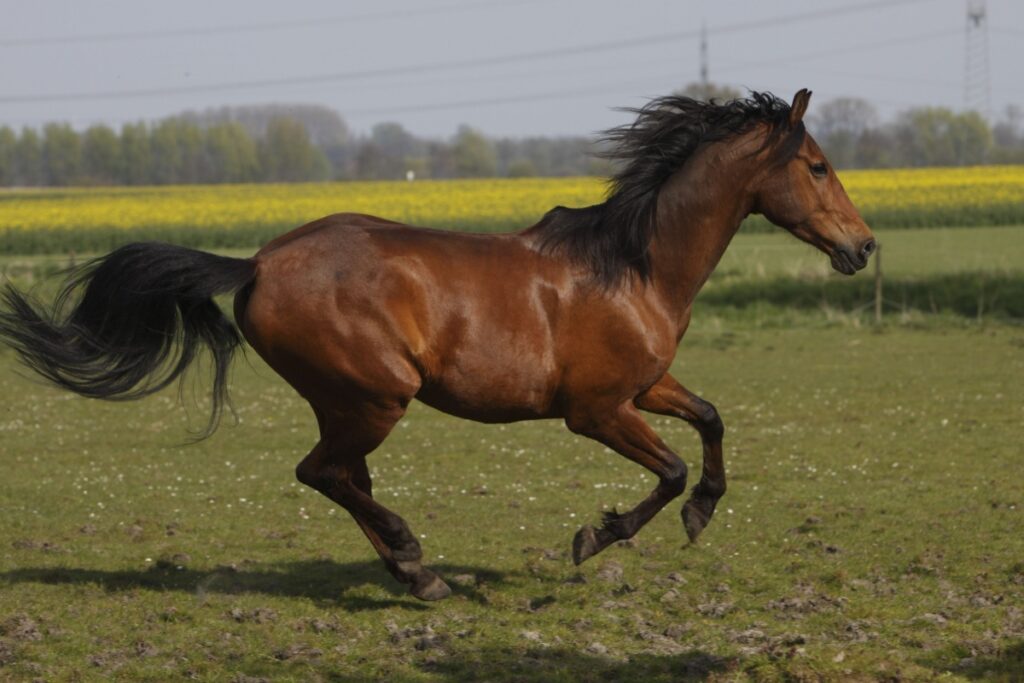 Il cavallo andaluso: storia, eleganza e carattere senza tempo