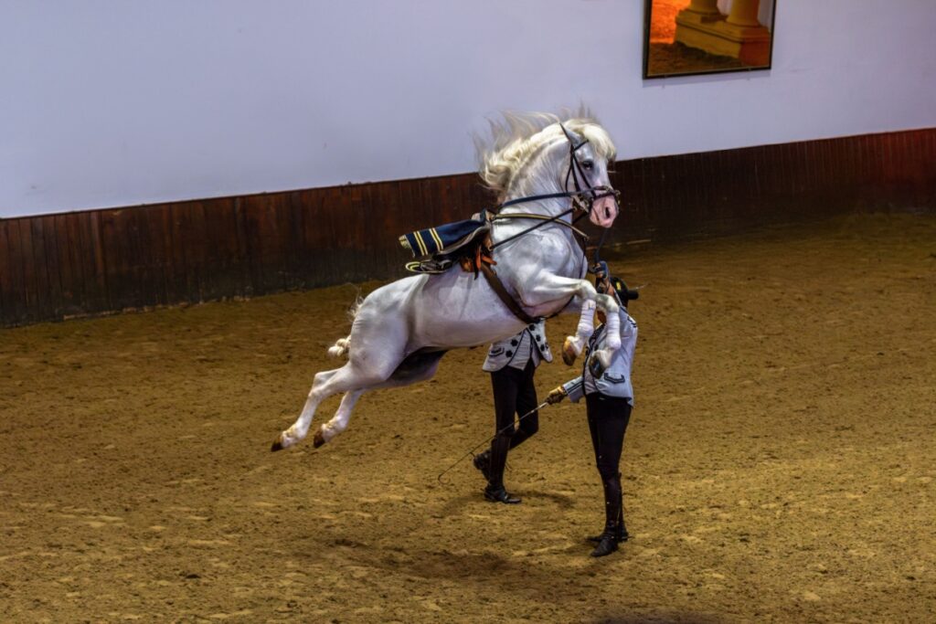 Il cavallo andaluso: storia, eleganza e carattere senza tempo