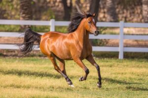 Cavallo arabo