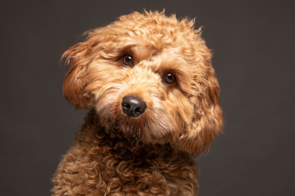 Cavoodle (o Cavapoo): caratteristiche, carattere e consigli utili Cavoodle (o Cavapoo): caratteristiche, carattere e consigli utili