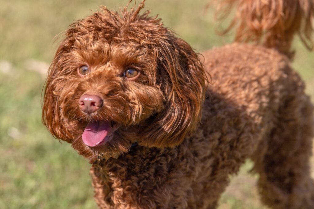 Cavoodle (o Cavapoo): caratteristiche, carattere e consigli utili Cavoodle (o Cavapoo): caratteristiche, carattere e consigli utili