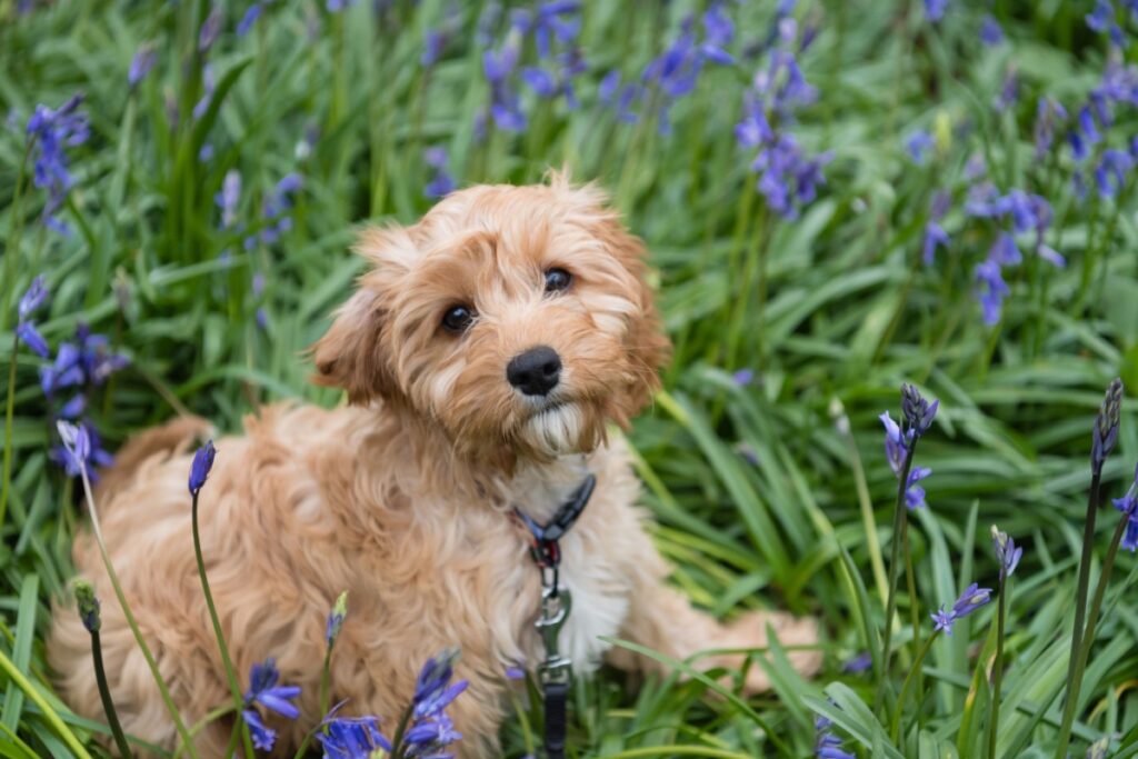 Cavoodle (o Cavapoo): caratteristiche, carattere e consigli utili Cavoodle (o Cavapoo): caratteristiche, carattere e consigli utili
