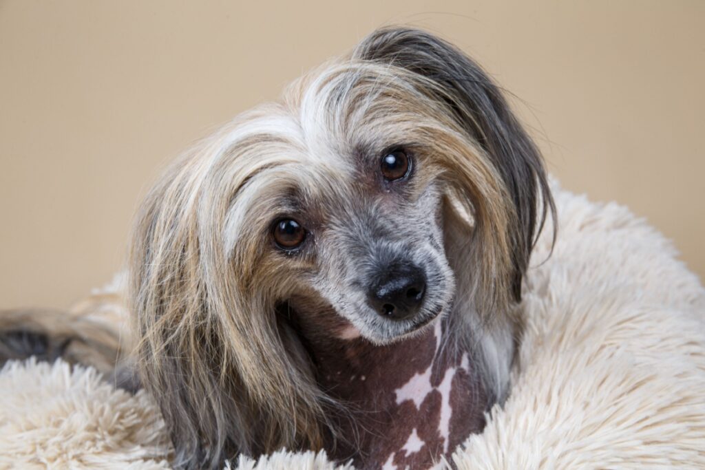Chinese Crested Dog: il cane elegante tra varietà Hairless e Powder Puff Chinese Crested Dog: il cane elegante tra varietà Hairless e Powder Puff