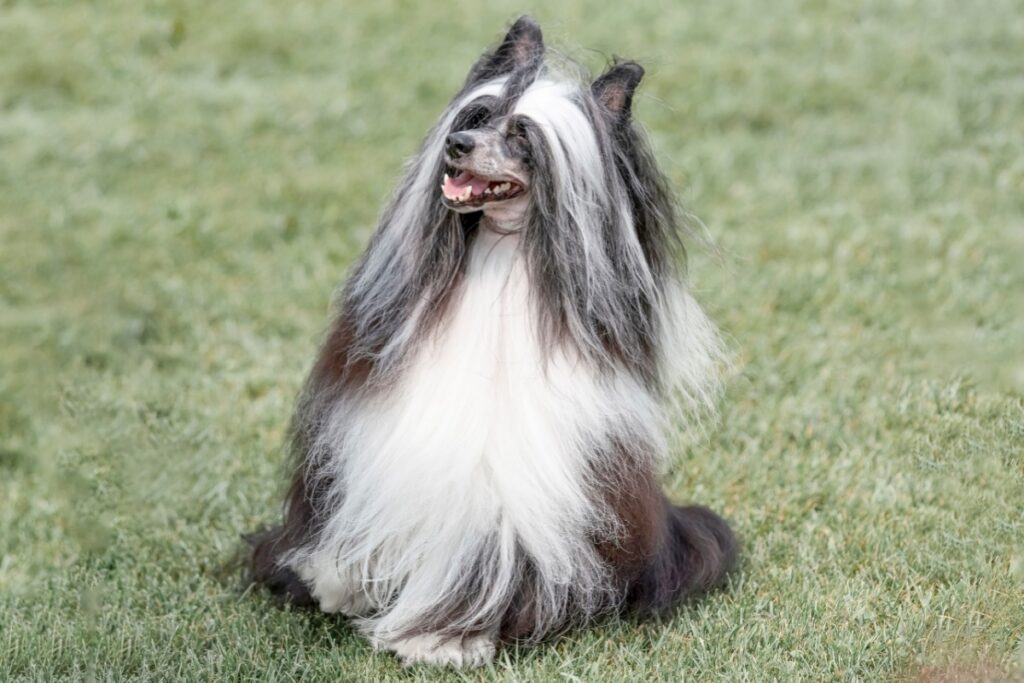 Chinese Crested Dog: il cane elegante tra varietà Hairless e Powder Puff Chinese Crested Dog: il cane elegante tra varietà Hairless e Powder Puff