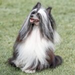 Chinese Crested Dog: il cane elegante tra varietà Hairless e Powder Puff