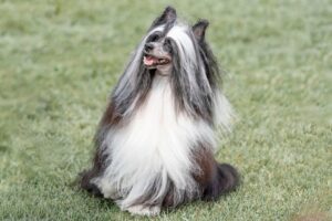 Chinese Crested Dog: il cane elegante tra varietà Hairless e Powder Puff