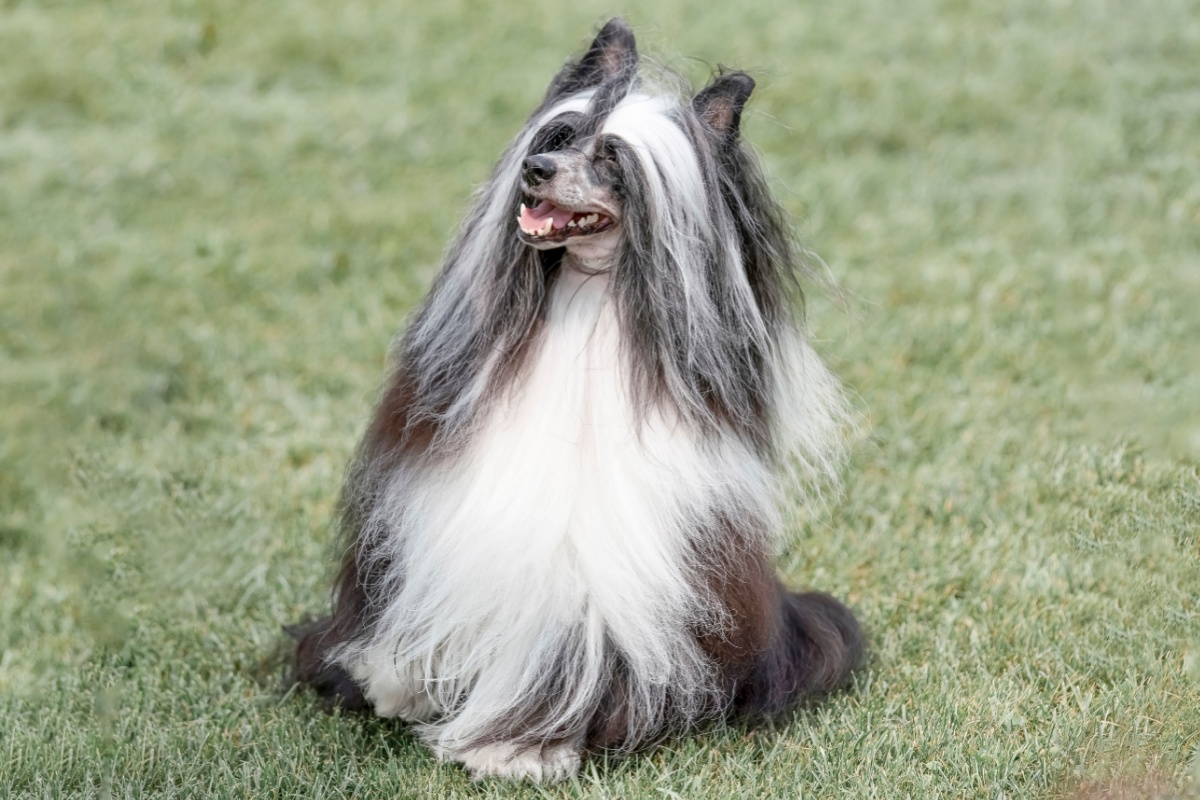 Chinese Crested Dog: il cane elegante tra varietà Hairless e Powder Puff Chinese Crested Dog: il cane elegante tra varietà Hairless e Powder Puff