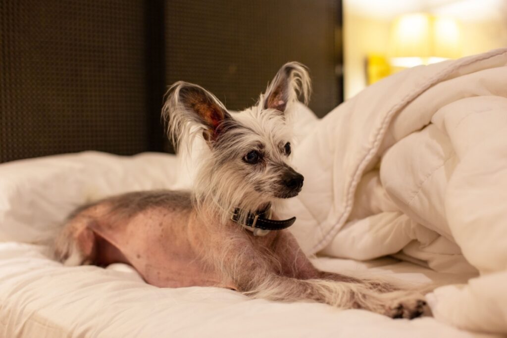 Chinese Crested Dog: il cane elegante tra varietà Hairless e Powder Puff Chinese Crested Dog: il cane elegante tra varietà Hairless e Powder Puff
