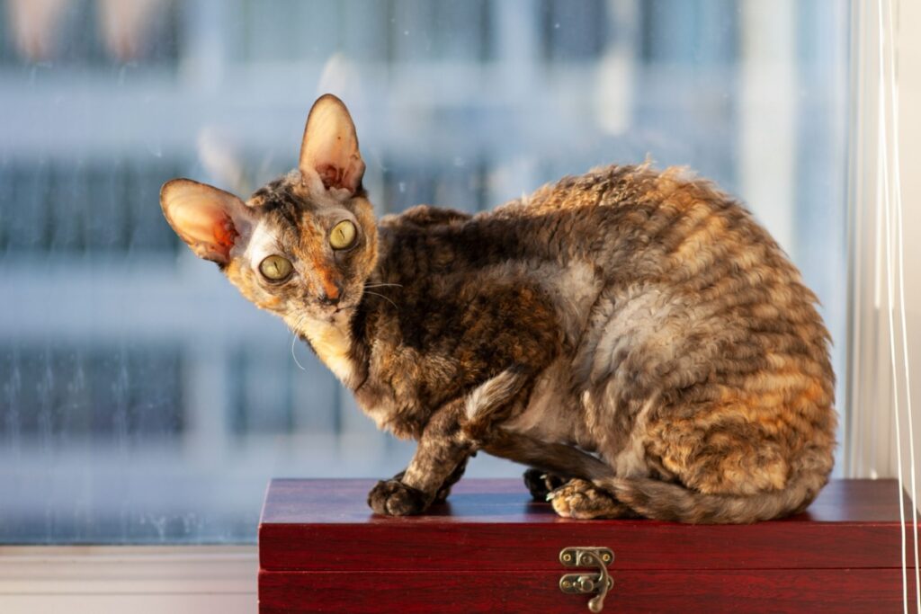 Cornish Rex: il gatto elegante dal manto ondulato