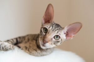 Cornish Rex: il gatto elegante dal manto ondulato