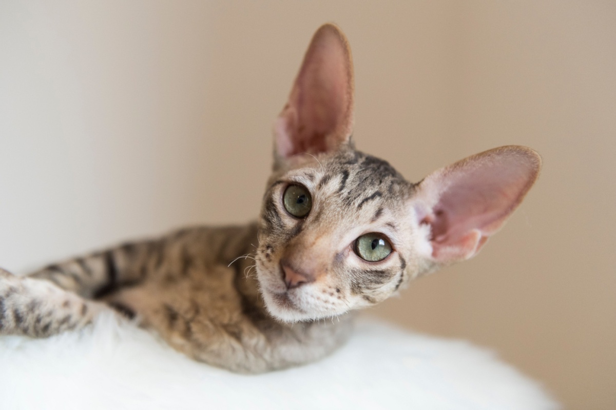 Cornish Rex: il gatto elegante dal manto ondulato