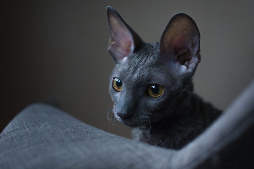 Cornish Rex: il gatto elegante dal manto ondulato