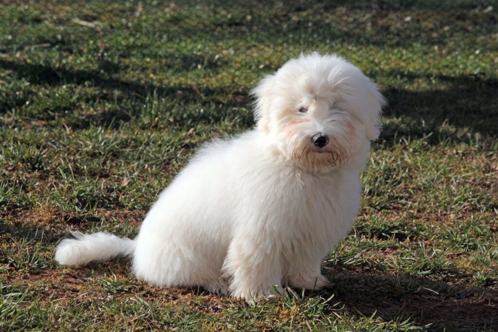 Coton de Tuléar: il cane bianco dal cuore grande e dal pelo “di cotone” Coton de Tuléar: il cane bianco dal cuore grande e dal pelo “di cotone”