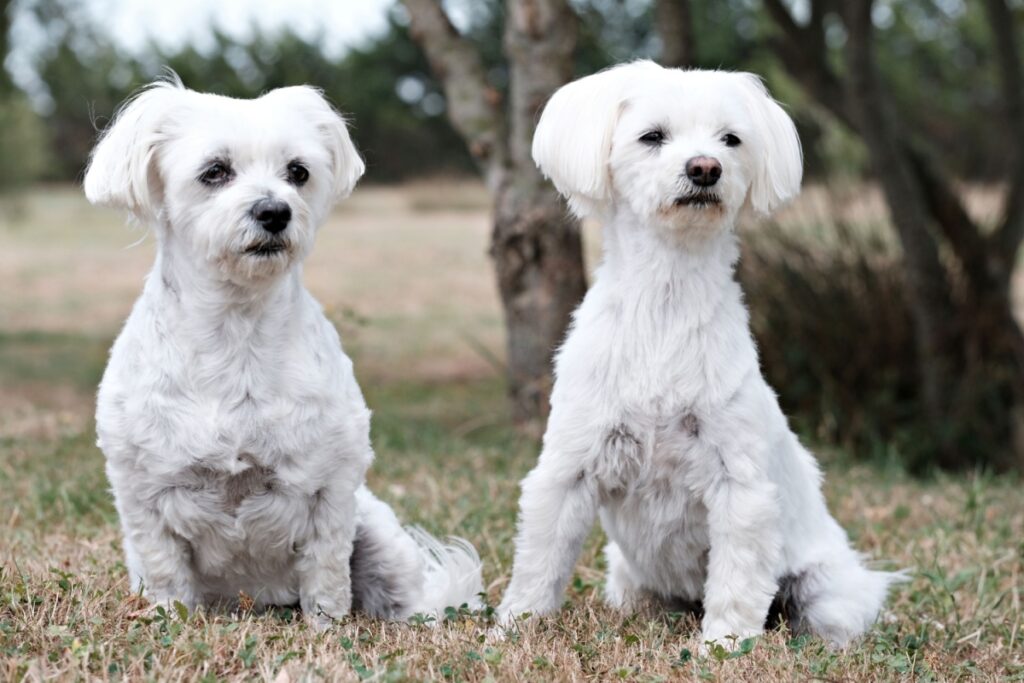 Coton de Tuléar: il cane bianco dal cuore grande e dal pelo “di cotone” Coton de Tuléar: il cane bianco dal cuore grande e dal pelo “di cotone”