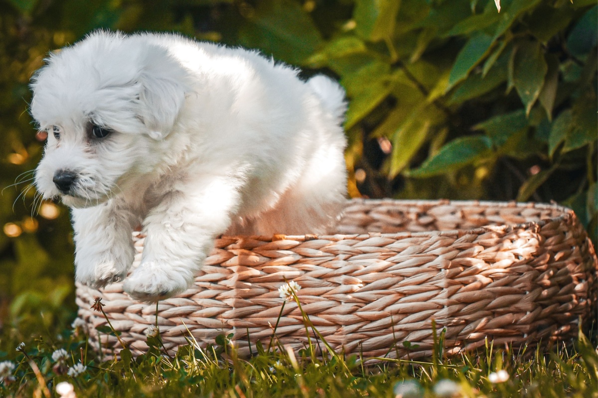 Coton de Tuléar: il cane bianco dal cuore grande e dal pelo “di cotone” Coton de Tuléar: il cane bianco dal cuore grande e dal pelo “di cotone”