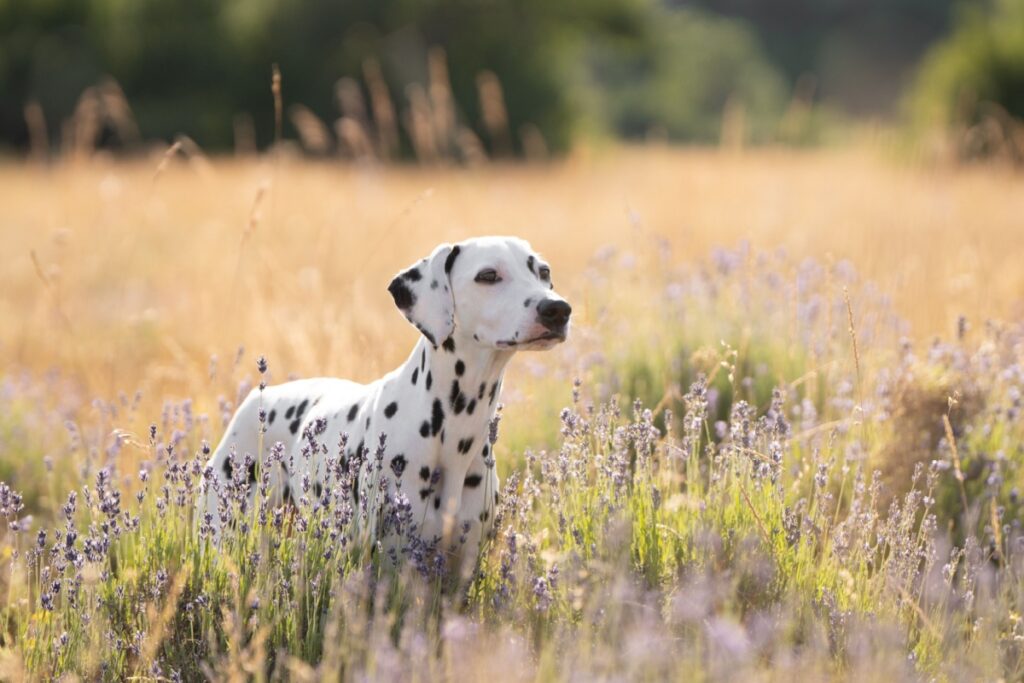 Dalmata: caratteristiche, carattere, educazione e salute Dalmata: caratteristiche, carattere, educazione e salute