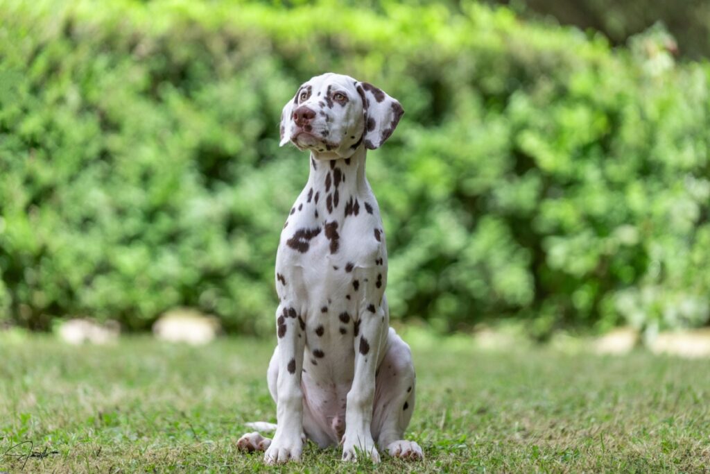 Dalmata: caratteristiche, carattere, educazione e salute Dalmata: caratteristiche, carattere, educazione e salute