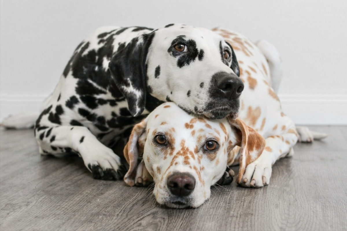 Dalmata: caratteristiche, carattere, educazione e salute Dalmata: caratteristiche, carattere, educazione e salute