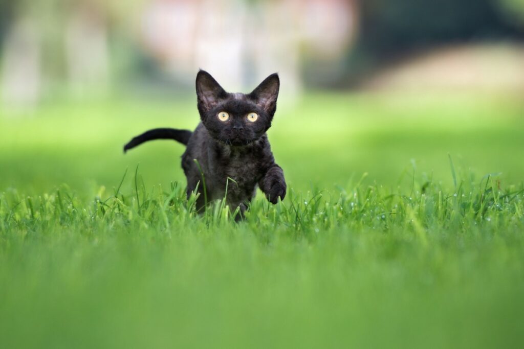 Devon Rex: il gatto dal pelo riccio che conquista tutti Devon Rex: il gatto dal pelo riccio che conquista tutti