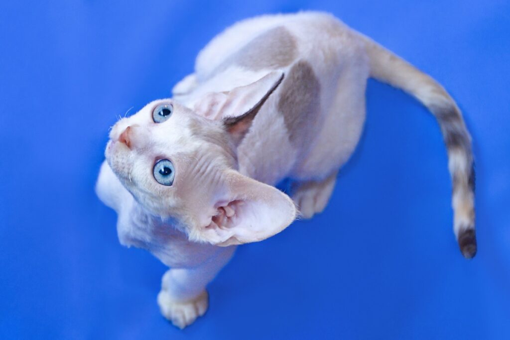 Devon Rex: il gatto dal pelo riccio che conquista tutti Devon Rex: il gatto dal pelo riccio che conquista tutti