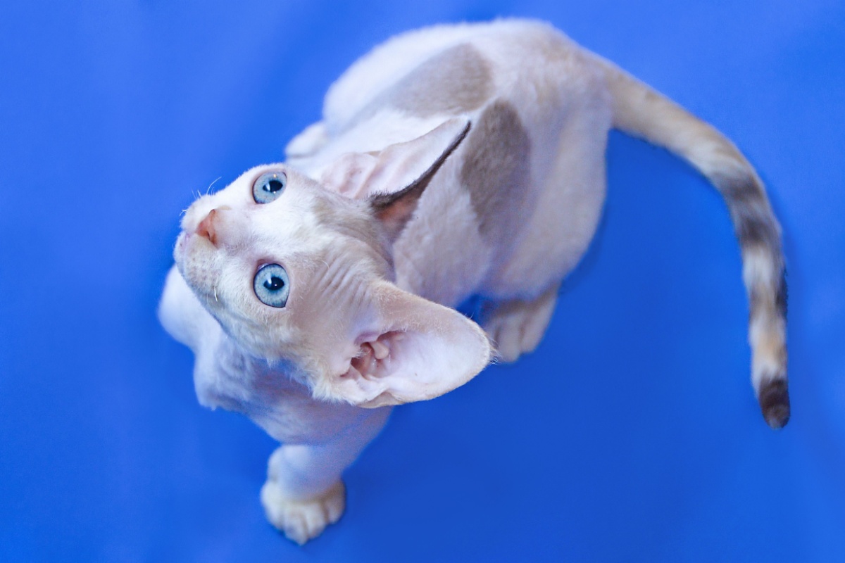 Devon Rex: il gatto dal pelo riccio che conquista tutti Devon Rex: il gatto dal pelo riccio che conquista tutti