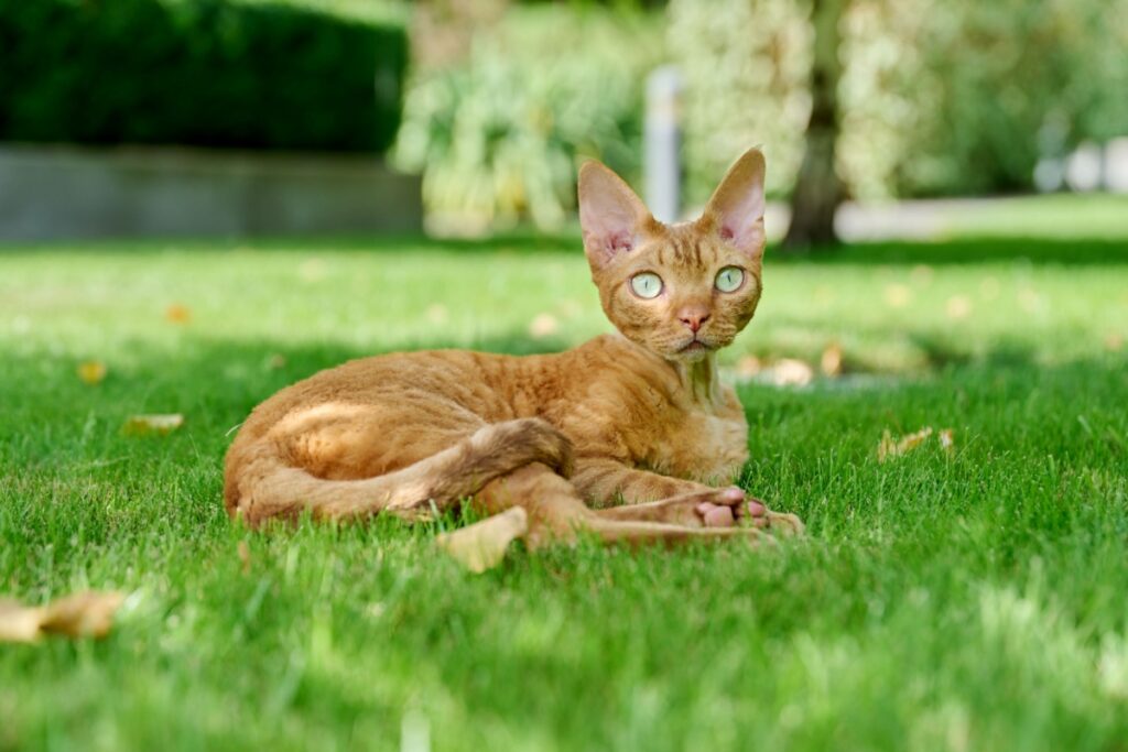 Devon Rex: il gatto dal pelo riccio che conquista tutti Devon Rex: il gatto dal pelo riccio che conquista tutti