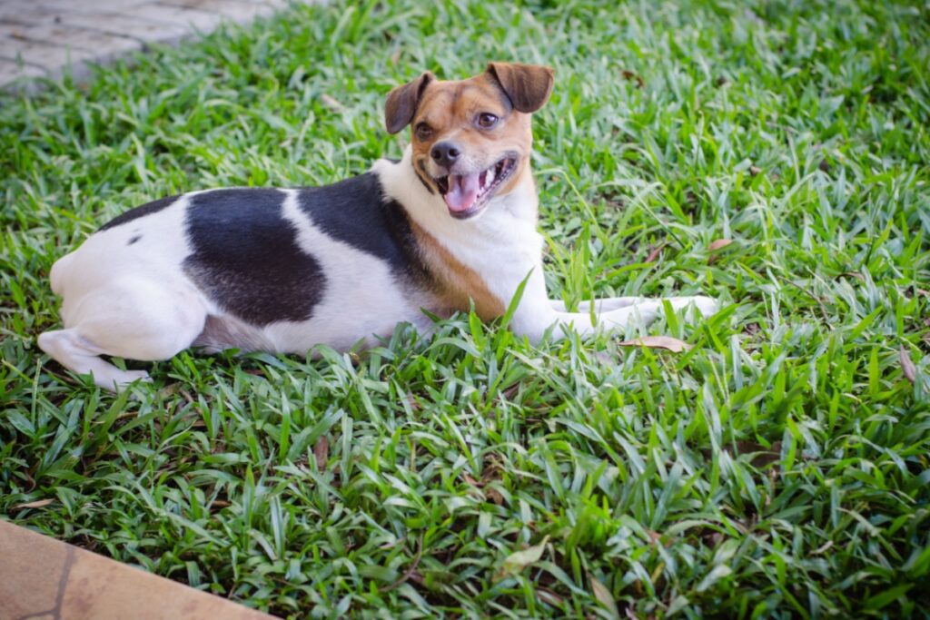 Terrier Brasileiro (Fox Paulistinha): caratteristiche, carattere e cure della razza brasiliana