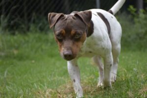 Terrier Brasileiro (Fox Paulistinha): caratteristiche, carattere e cure della razza brasiliana