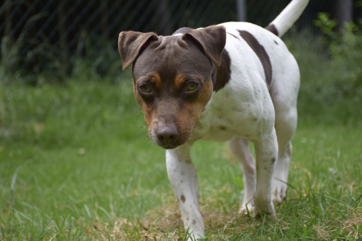 Terrier Brasileiro (Fox Paulistinha): caratteristiche, carattere e cure della razza brasiliana