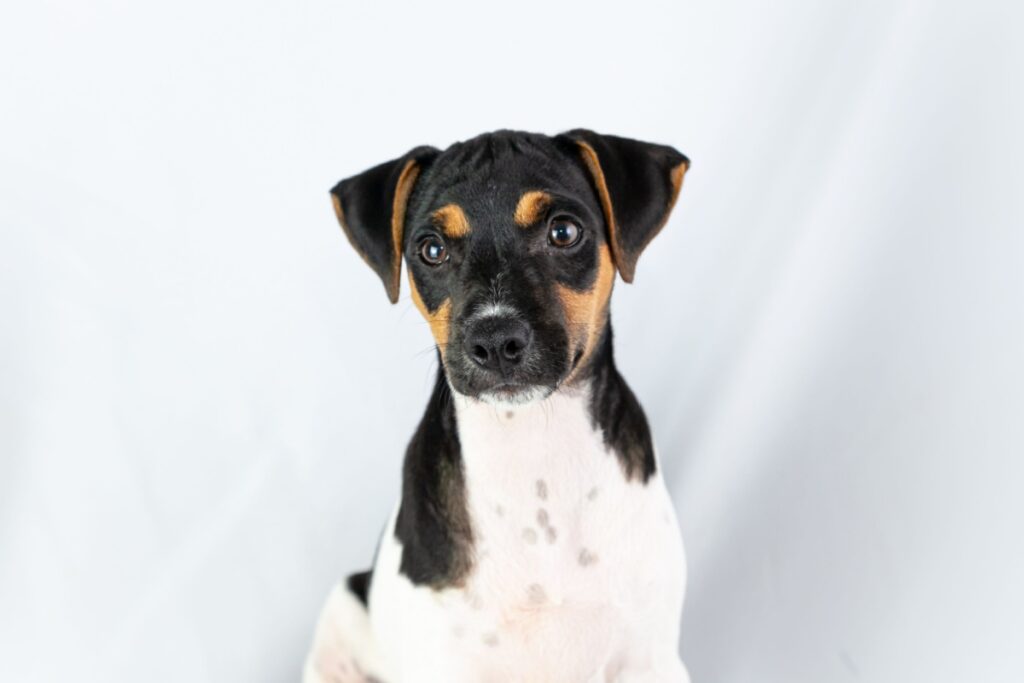 Terrier Brasileiro (Fox Paulistinha): caratteristiche, carattere e cure della razza brasiliana