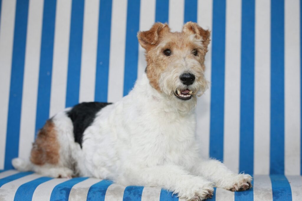 Fox Terrier a pelo liscio: energia inesauribile e carattere da vero terrier