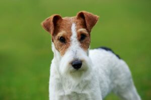 Fox Terrier a pelo liscio: energia inesauribile e carattere da vero terrier