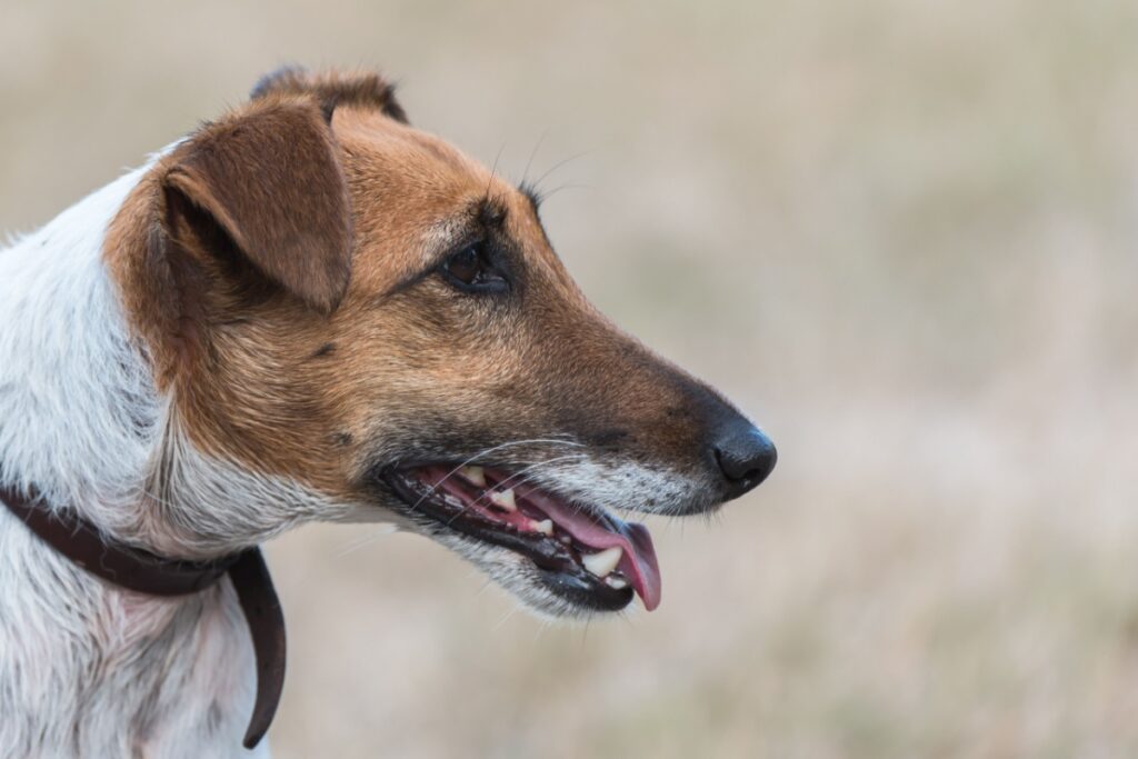 Fox Terrier a pelo liscio: energia inesauribile e carattere da vero terrier